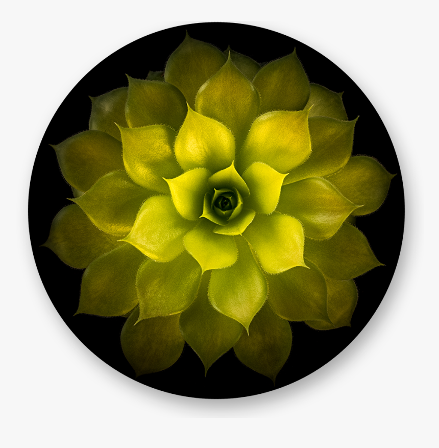 Artificial Flower, HD Png Download, Free Download