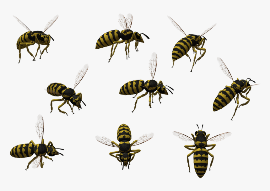 Honeybee, HD Png Download, Free Download