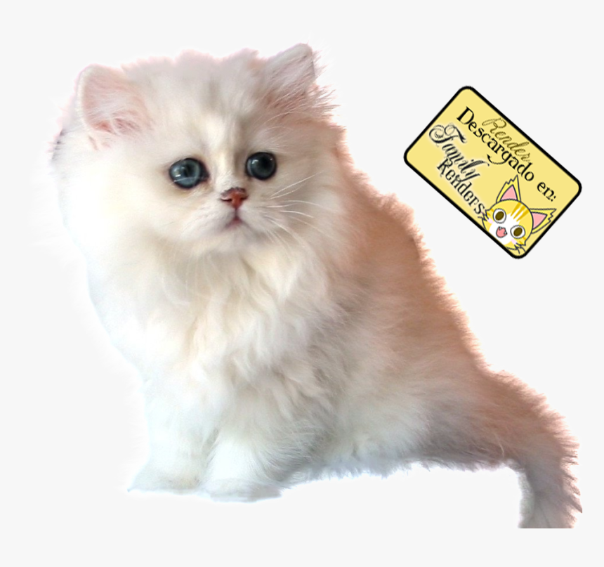 Cat , Png Download - Gato Persa Blanco, Transparent Png, Free Download