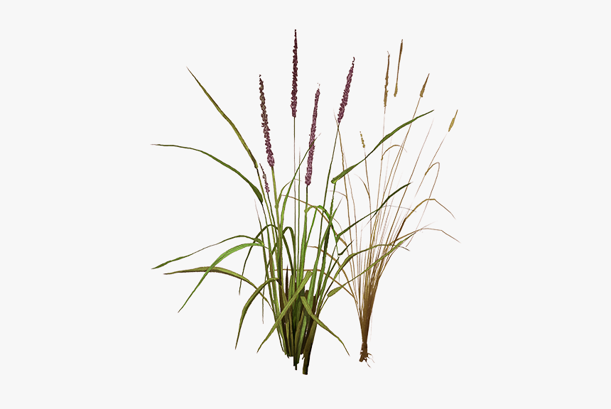 Foxtail Png, Transparent Png, Free Download