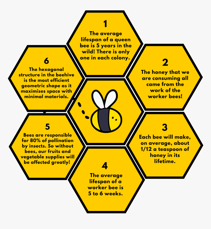 6-facts-about-bees-diagram-of-how-bees-make-honey-hd-png-download