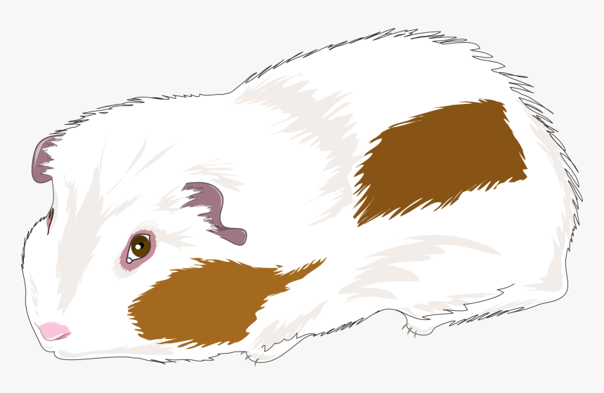 Guinea Pig Png, Transparent Png, Free Download