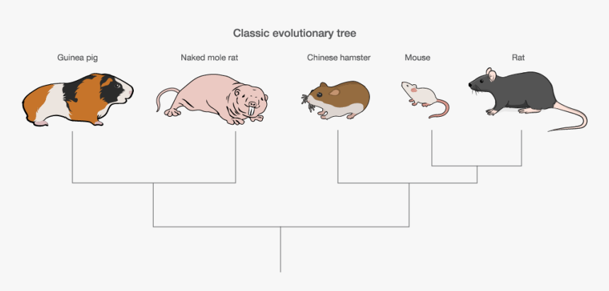 Guinea Pig And Hamster Family Tree, HD Png Download, Free Download