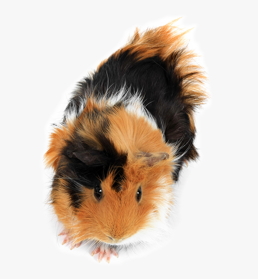 Pet-small Animals - Small Animals, HD Png Download, Free Download