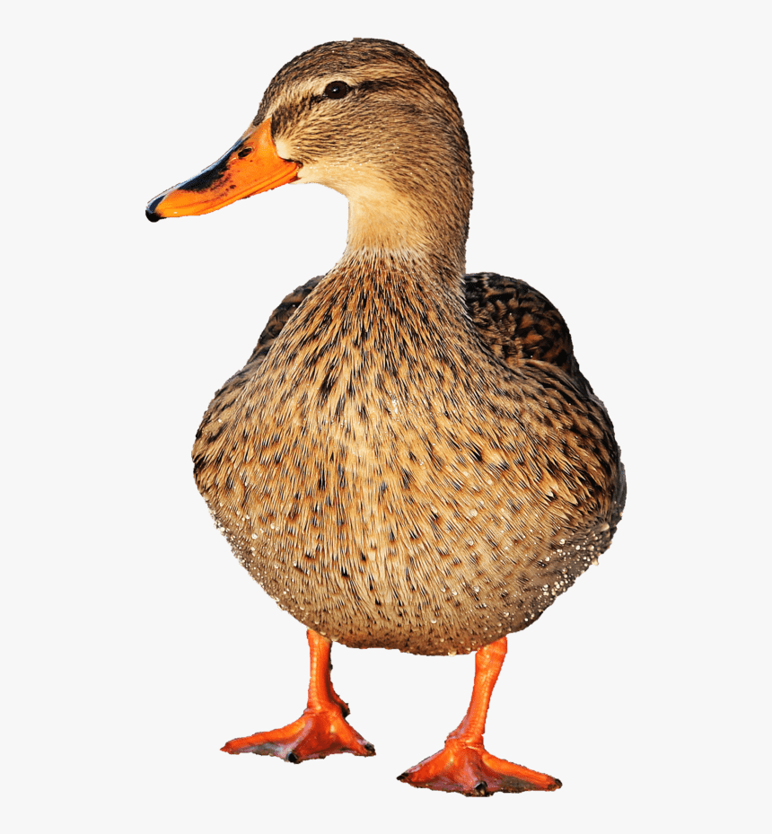 Fotomontaje, Aves Acuáticas, Pato, Fauna, Aves, Aves - Mallard, HD Png Download, Free Download