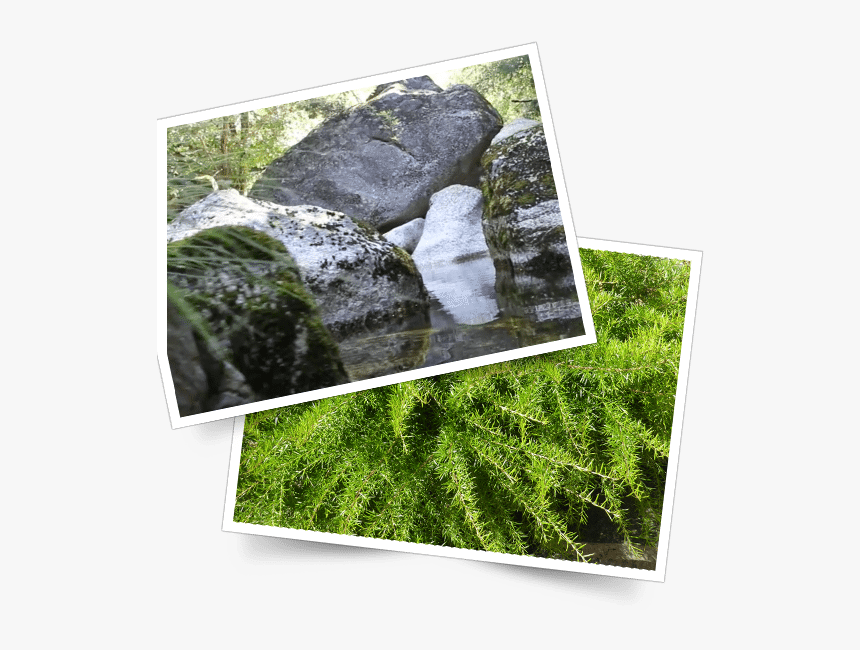 Serra Da Estrela Foto - Grass, HD Png Download, Free Download