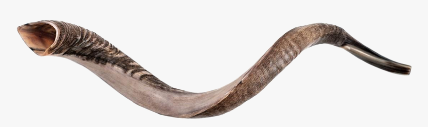 Xl Yemenite Shofar *limited Time Sale* - Conger Eel, HD Png Download, Free Download