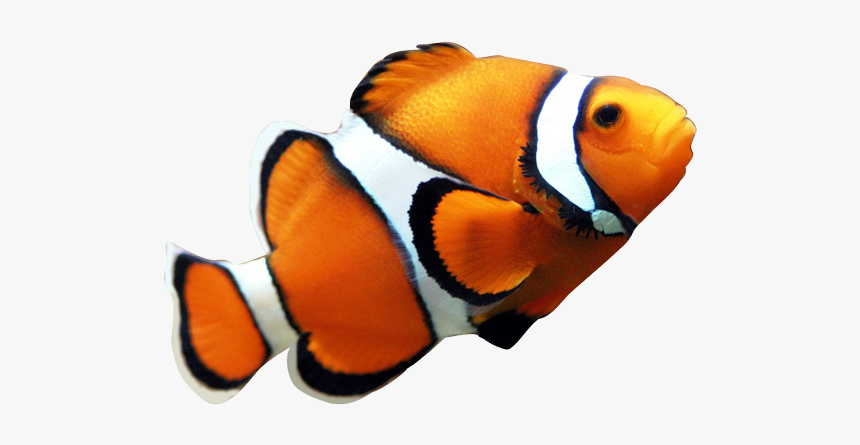 Angelfish Maroon Clownfish Clip Art - Transparent Background Clown ...