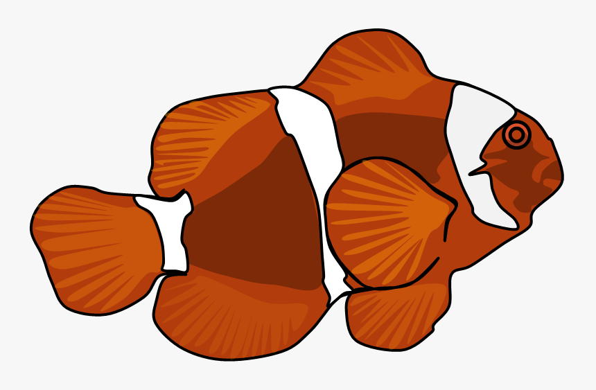 Maroon Clownfish, HD Png Download, Free Download
