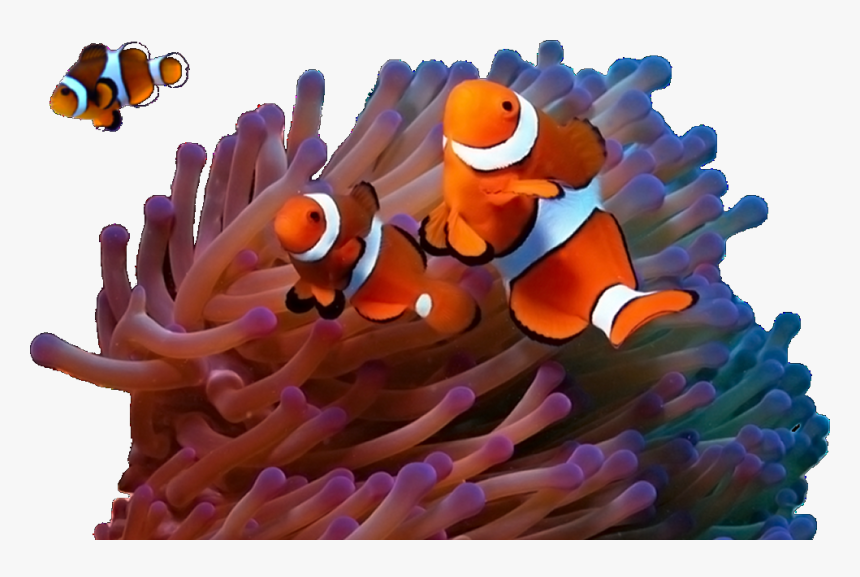 Ocean Underwater Sea Life, HD Png Download, Free Download