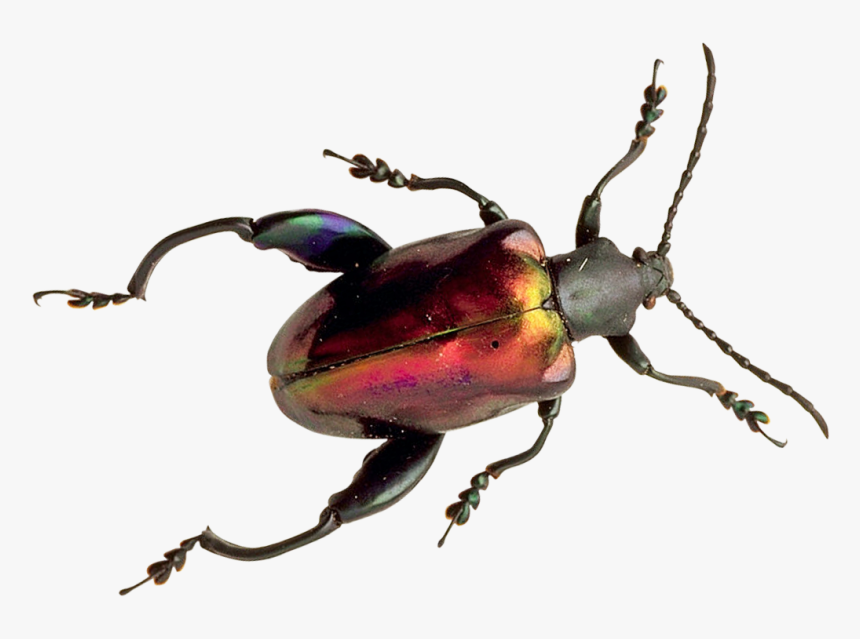 Beetle Png, Transparent Png, Free Download