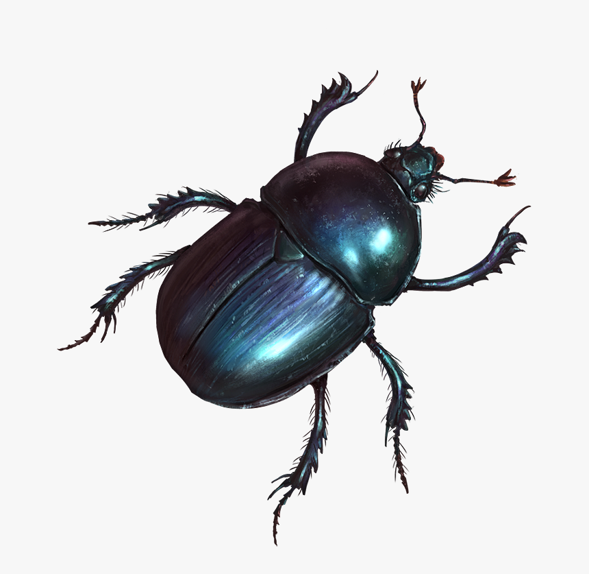 Beetle - Dung Beetle, HD Png Download, Free Download