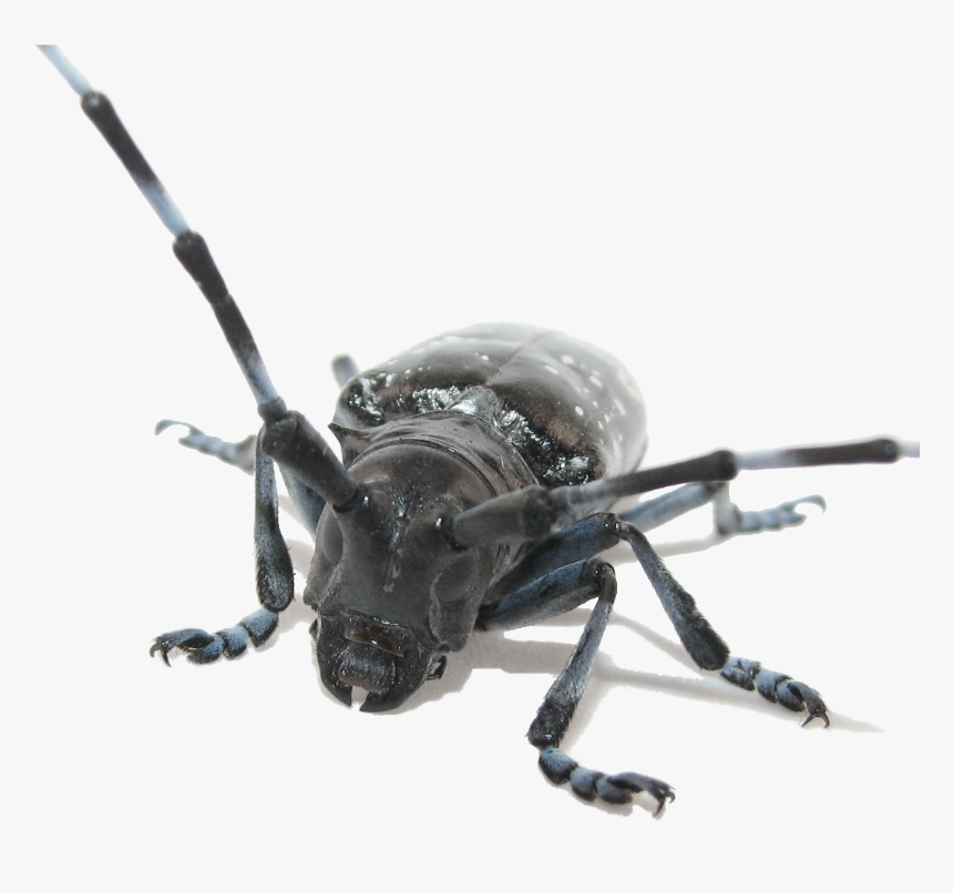 Transparent Asian Longhorned Beetle, HD Png Download, Free Download
