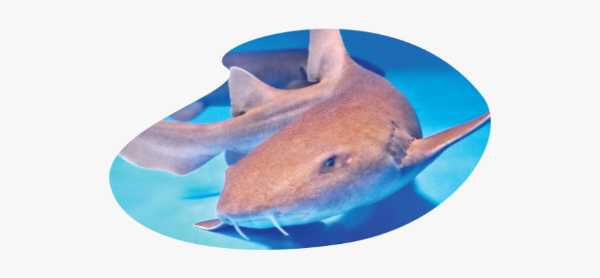 Electric Ray, HD Png Download, Free Download