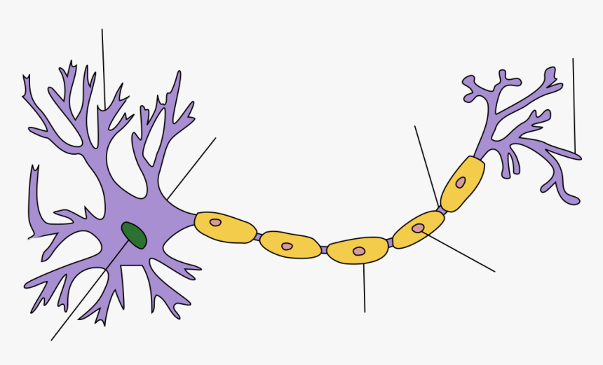 Nerve Cell, HD Png Download, Free Download