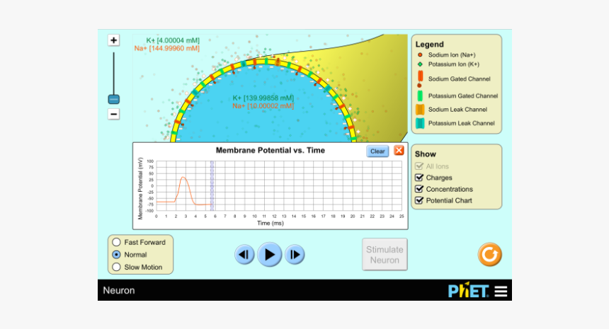 Phet Biology, HD Png Download, Free Download