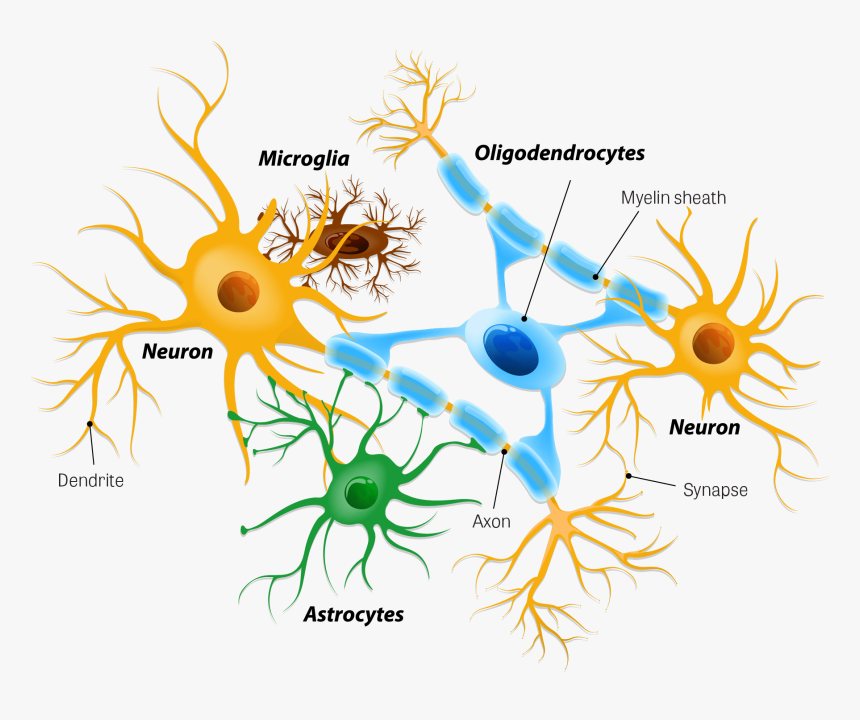 Astrocytes Neurons, HD Png Download, Free Download