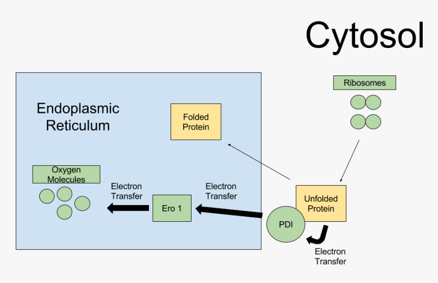 Pdi Folding Pathway - Protein Disulfide Isomerase Pathway, HD Png Download, Free Download