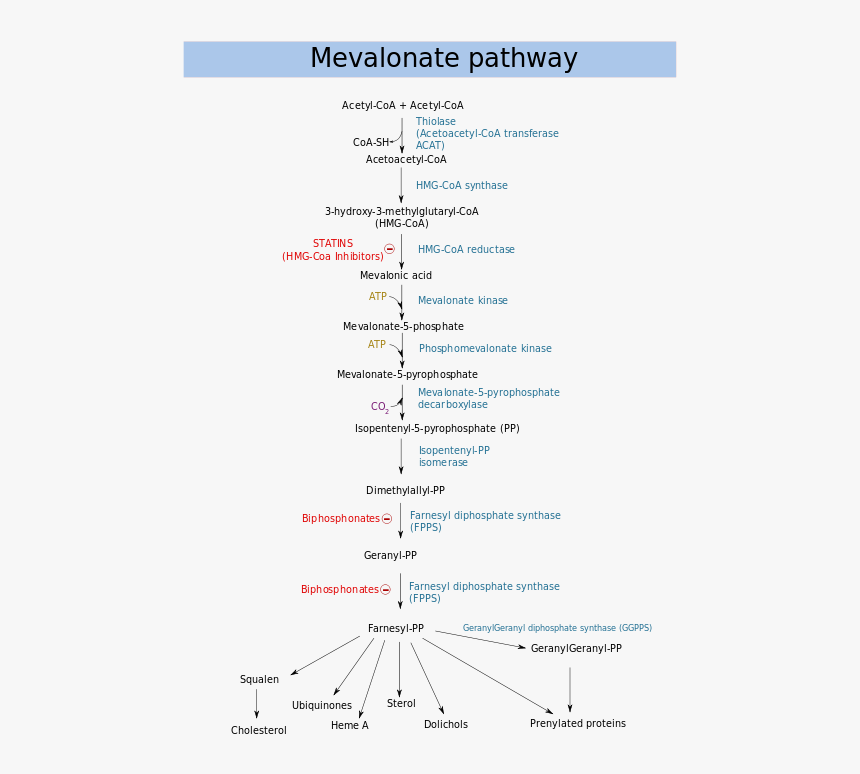 Mevalonate Pathway, HD Png Download, Free Download