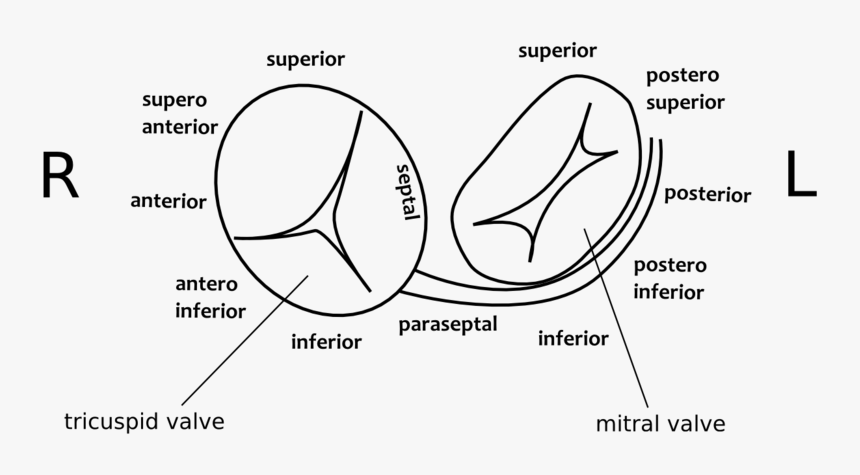 Diagram, HD Png Download, Free Download