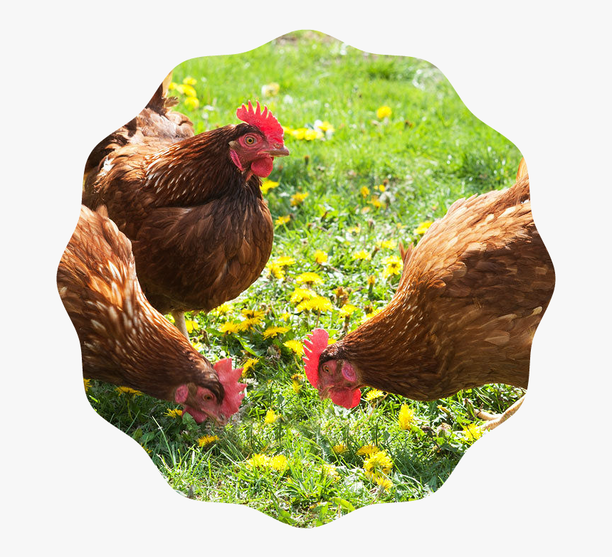 Producing Fresh Eggs , Png Download - Kind Of Chicken, Transparent Png, Free Download