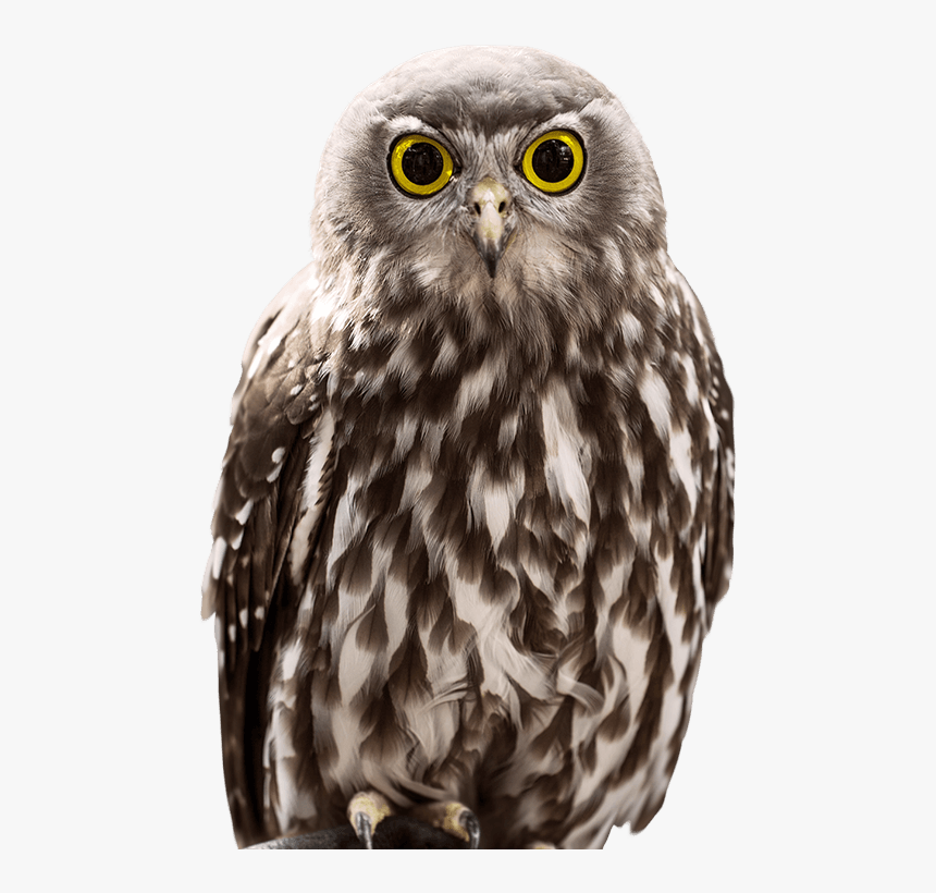 Owl,bird,vertebrate,bird Of Prey,beak,western Screech - Owl Side, HD Png Download, Free Download