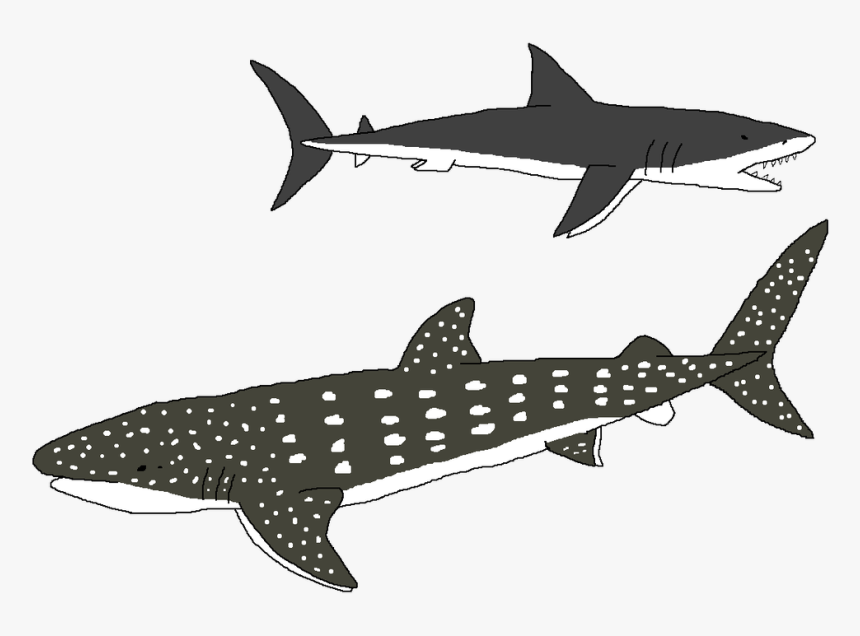 Transparent Whale Gentle - Shark, HD Png Download, Free Download