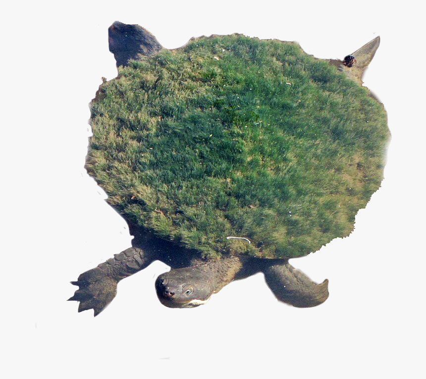 Snapping Turtle Png Transparent Images - Moss Growing On Turtle, Png Download, Free Download