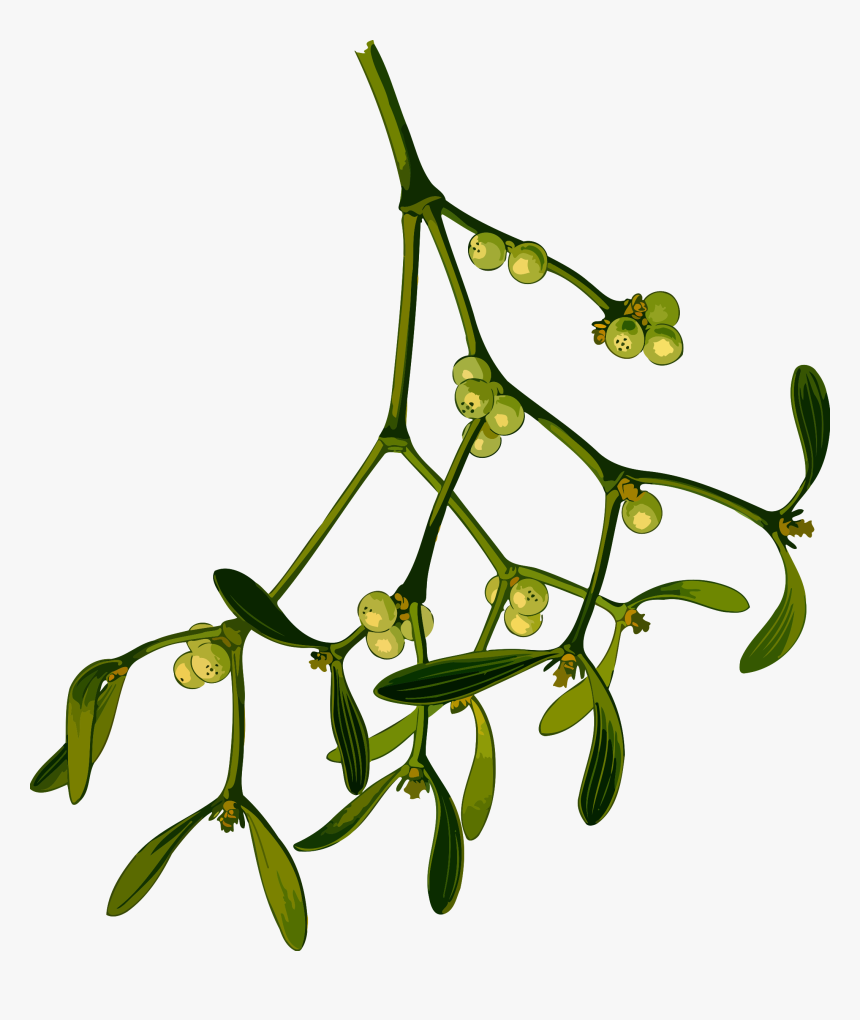 Plant,flora,leaf - Christmas Mistletoe Drawing Png, Transparent Png, Free Download