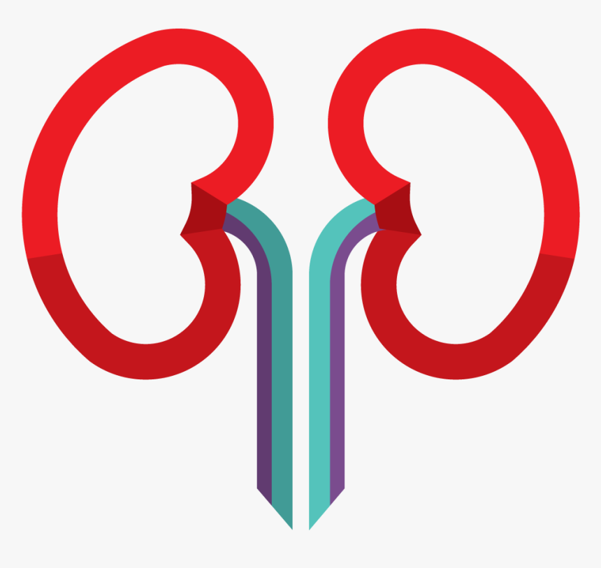 Kidney Icon , Png Download - Circle, Transparent Png, Free Download