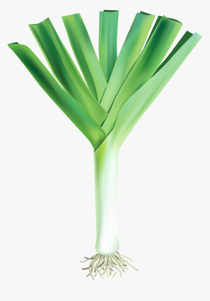 Kidney Beans Nutrition Png - Leek Png Illustration, Transparent Png, Free Download