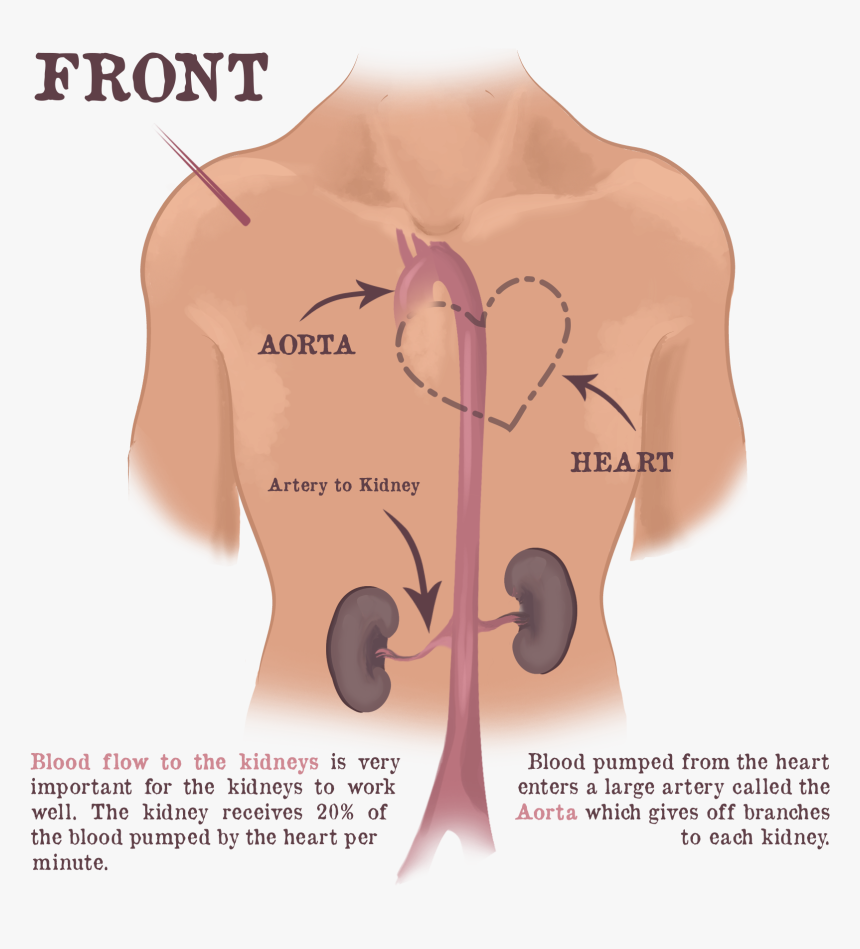 Diagram, HD Png Download, Free Download