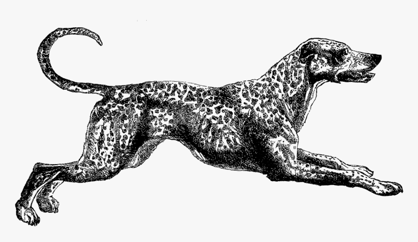 Dog Dalmatian Image - Vintage Drawing Dog Png, Transparent Png - kindpng