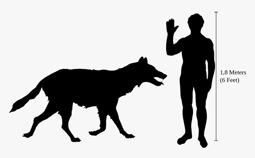 Transparent Dog - Owl Compared To Human, HD Png Download, Free Download