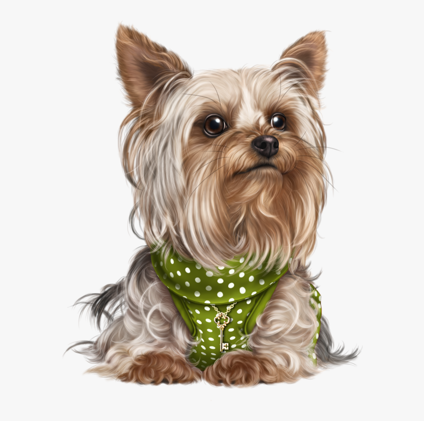 Png Yorkshire Dog, Transparent Png, Free Download