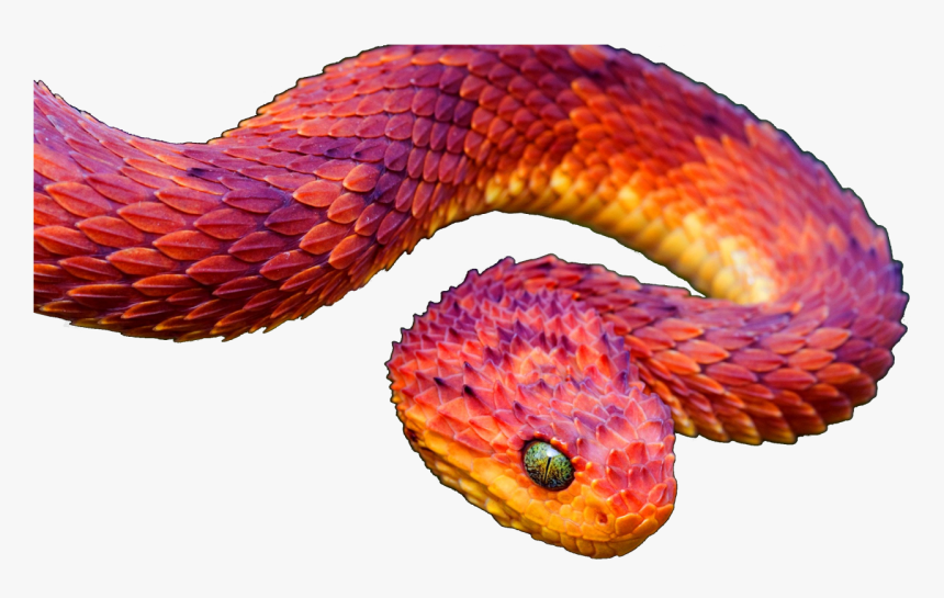 African Bush Viper, HD Png Download, Free Download