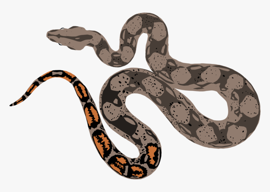 Boa Constrictor Drawing At Getdrawings - Boa Constrictor Draw Png, Transparent Png, Free Download