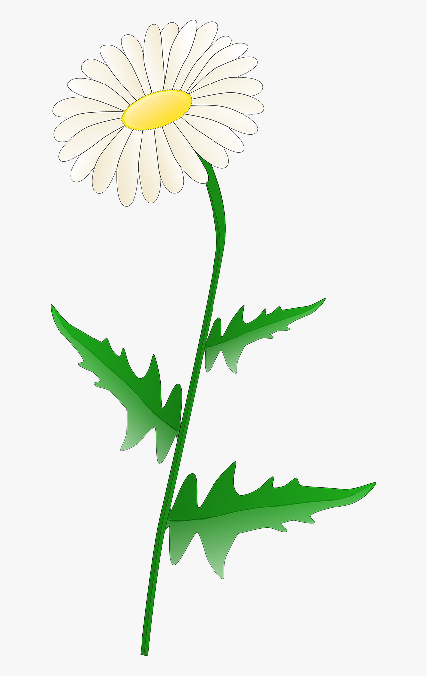 Daisy Clip Art, HD Png Download - kindpng