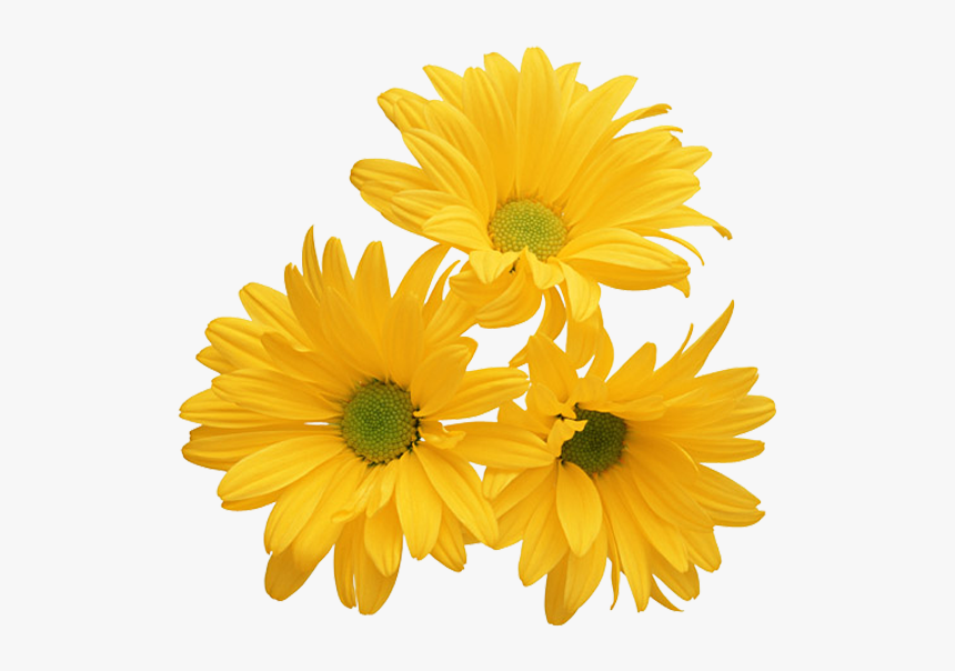 #daisy #yellow #bloom #frame #flower #border #flowers - Transparent Yellow Flowers Png, Png Download, Free Download