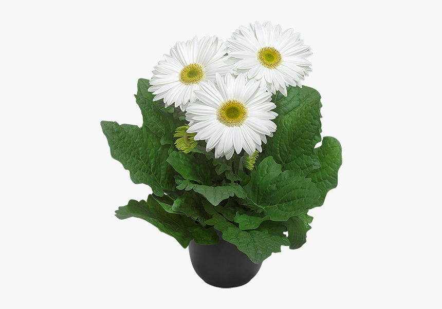 Barberton Daisy, HD Png Download, Free Download