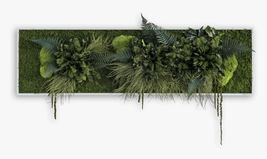 Green Wall Picture With Plants Sized 140 X 40 Cm Natural - Pflanzbild, HD Png Download, Free Download