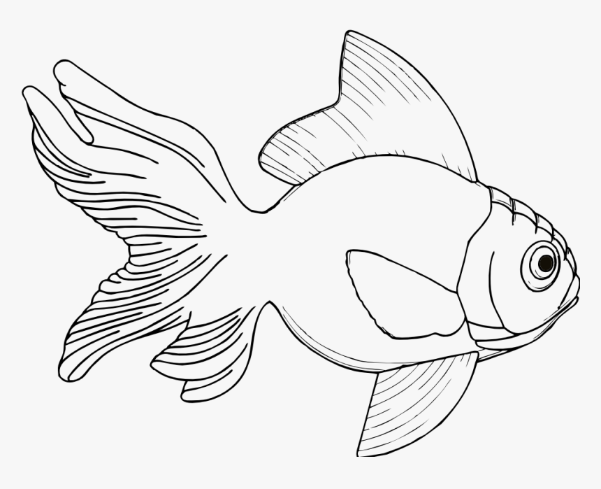 Line Drawings Of Fish, HD Png Download, Free Download