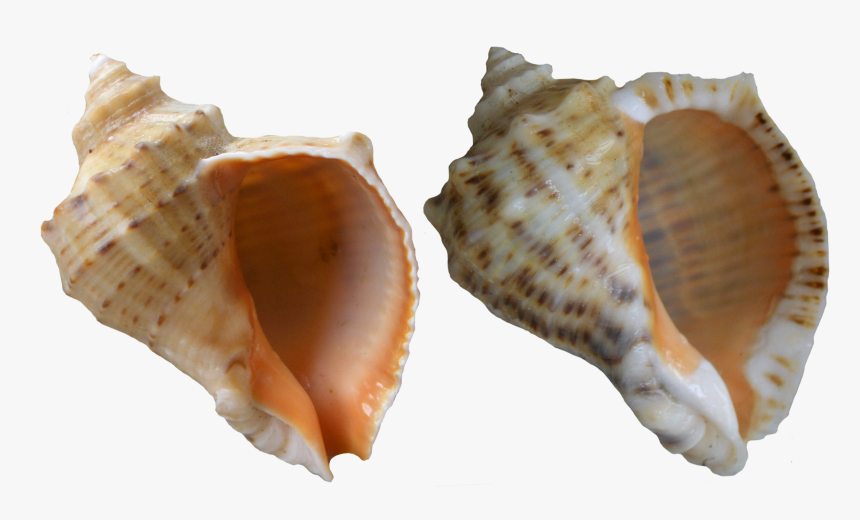 Seashells Clipart Shell Conch - Whelk Shell Transparent, HD Png Download, Free Download