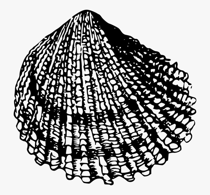 Beach, Sea, Seashell, Shell - Sea Shell Drawing Black And White Png, Transparent Png, Free Download