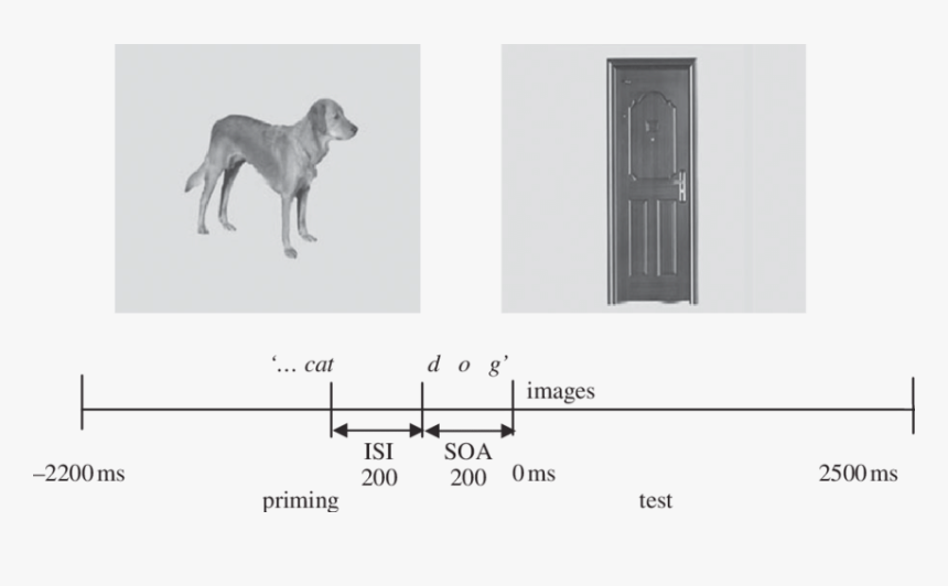 Example Of A Trial Sequence And The Four Conditions - Weimaraner, HD Png Download, Free Download