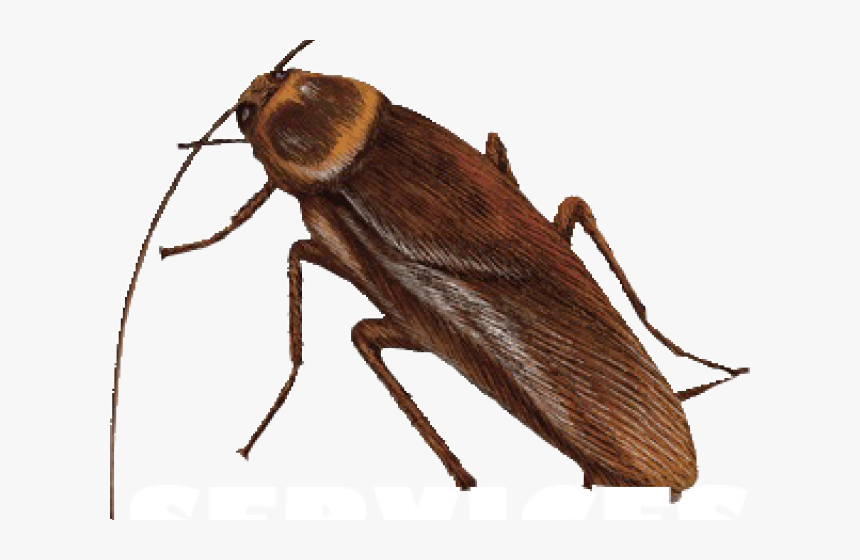 Transparent Roach Clipart - Longhorn Beetle, HD Png Download, Free Download