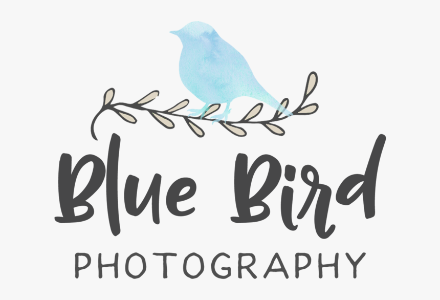 Blue Bird Png, Transparent Png, Free Download