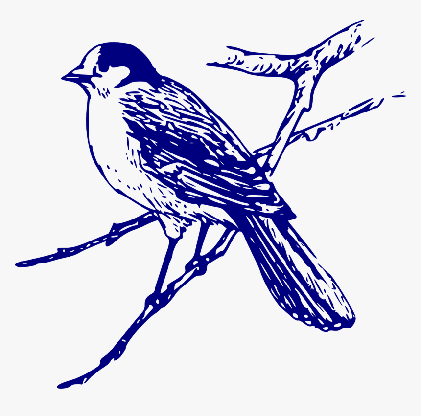 Bird Drawing Png, Transparent Png, Free Download