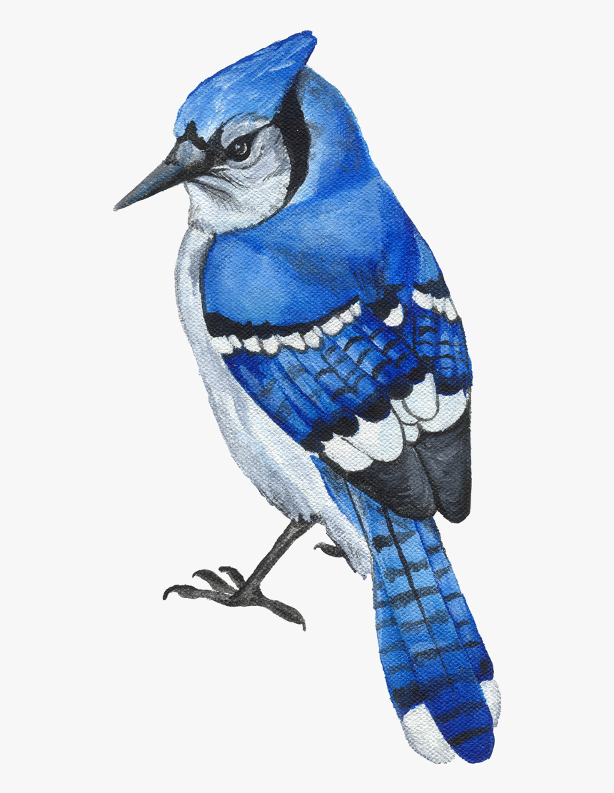 Blue Jay Clipart Transparent Png - Flying Blue Jay Bird Drawing, Png Download, Free Download