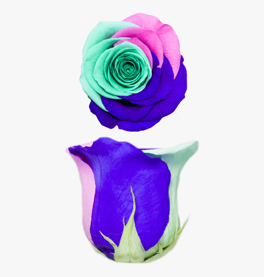 Transparent Rainbow Rose Png - Floribunda, Png Download, Free Download